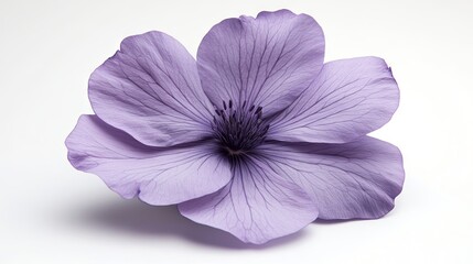 Obraz premium light purple flower laying on white isolated background, photorealistic, stock commercial photography, 8k