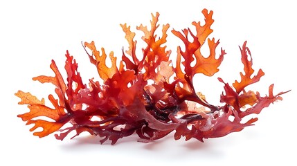 red algae on white background
