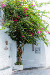 Fototapeta premium Typical mediterranean street, with white facade houses, green plants and flowers, in Cadaques, Costa Brava, Catalonia (Spain).