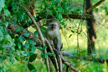 Vervet monkey on a sloping branch looking near camera