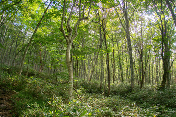 Obraz premium 白樺の林道