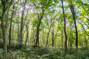 Obraz premium 白樺の林道