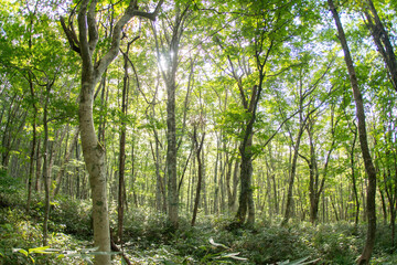 Obraz premium 白樺の林道