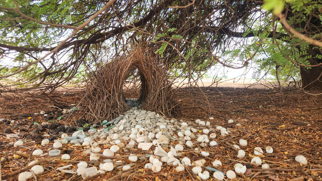 Great Bowerbird - Chlamydera nuchalis in Australia