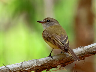 Lemon-bellied Flyrobin - Microeca flavigaster in Australia