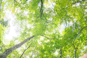 Obraz premium 白樺の樹木