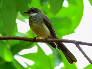 Northern Fantail - Rhipidura rufiventris in Australia