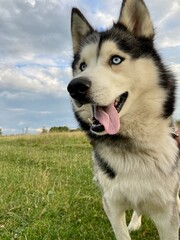 siberian husky dog