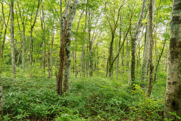 Obraz premium 白樺の林道