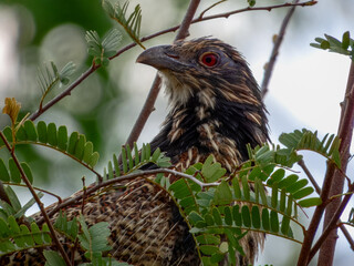 Pheasant Coucal - Centropus phasianinus in Australia