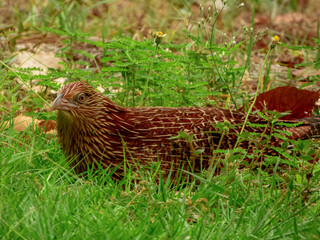 Pheasant Coucal - Centropus phasianinus in Australia