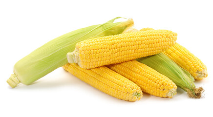 Many fresh ripe corncobs isolated on white