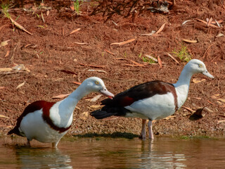 Obraz premium Radjah Shelduck - Radjah radjah in Australia