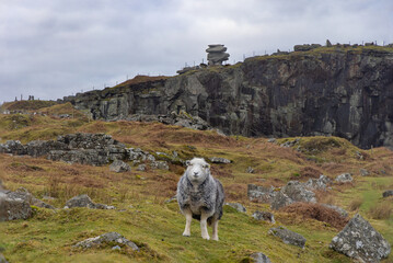 A sheep standing in front of the Cheesewring at Minions on Bodmin Moor
