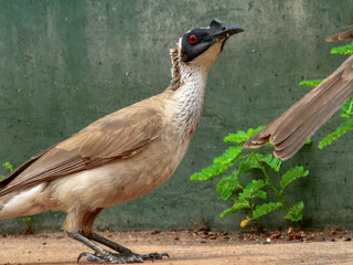 Silver-crowned Friarbird - Philemon argenticeps in Australia