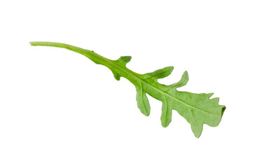 One fresh arugula leaf isolated on white