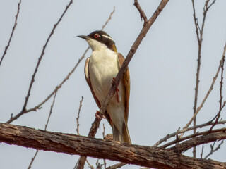 White-throated Honeyeater - Melithreptus albogularis in Australia