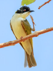 White-throated Honeyeater - Melithreptus albogularis in Australia