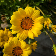 Treasure flower or Gazania Rigens, a beautiful bright yellow-colored flower