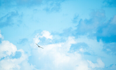 Single Bird Flying Through Blue Skies