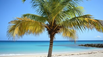Fototapeta premium A serene beach scene featuring a palm tree and tranquil turquoise waters.