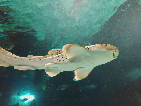 The leopard shark (Triakis semifasciata) photographed in aquarium in Lanzarote