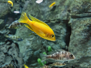 Neolamprologus leleupi (lemon cichlid) yellow fish photographed in aquarium in Lanzarote