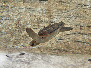 The loggerhead sea turtle (Caretta caretta) photographed in aquarium in Lanzarote