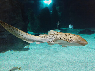 The leopard shark (Triakis semifasciata) photographed in aquarium in Lanzarote