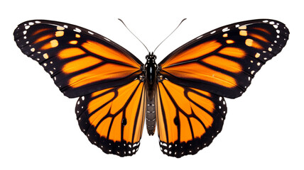 Fototapeta premium detailed close-up of a vibrant monarch butterfly, showcasing its bright orange wings with black and white markings, isolated on transparent background.