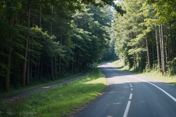 Obraz premium road in the woods