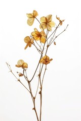 Dried and pressed flowers isolated on white background. Beautiful herbarium