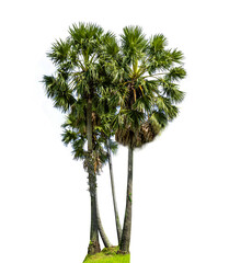 Sugar Palm tree  PNG file transparent cut  from original background