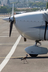 A Spur Winged Lapwing next to an Airplane