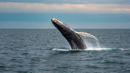 Fototapeta premium Humpback whale breaching the surface, showcasing powerful grace in ocean environment, emphasizing marine wildlife and conservation importance