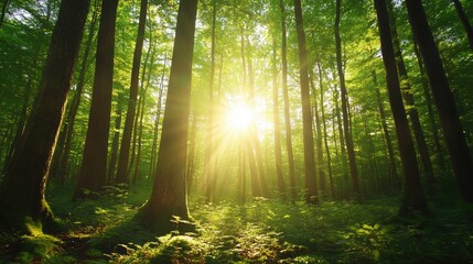 Obraz premium A sunlit forest scene with tall trees and lush greenery, creating a serene atmosphere.