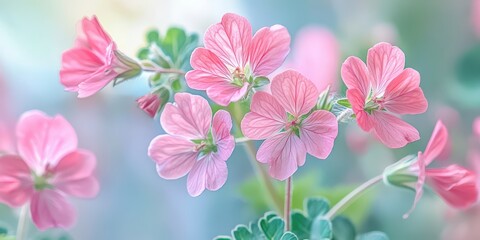 Delicate Pink Geranium Flowers in Soft Focus