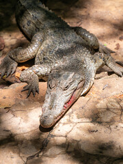 Crocodile with bloody mouth at Kachikally Crocodile Pool in Bakau, Gambia 2