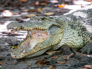 Crocodile cooling off with open jaws at Kachikally Crocodile Pool in Bakau, Gambia