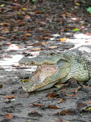 Obraz premium Crocodile cooling off with open jaws at Kachikally Crocodile Pool in Bakau, Gambia - Portrait Shot