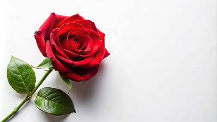 Fototapeta premium Gorgeous red rose on white background, top view
