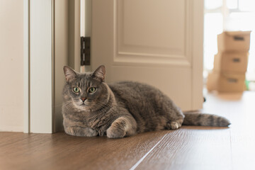 A calm grey tabby cat resting on a wooden floor near a door. The background includes moving boxes, suggesting a home setting or relocation.