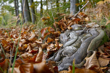 A repeatedly torn, hardened tree root is surrounded by wild grass, moss and many brown leaves in...