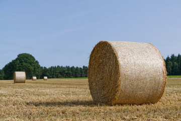 A round straw bale standing on the right of a field, occupies approx. a fourth of the picture. In the background are three more straw bales and farther away trees fencing off the field. 