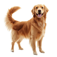 Golden retriever dog standing, smiling, white isolated background