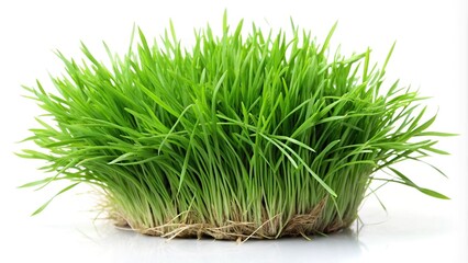 Fototapeta premium grass isolated on white background bundle of green grass in field Extreme Close-Up