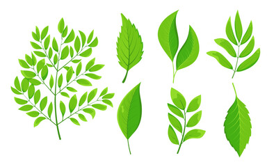 Set of different types of green leaves. Flat leaves with unique shapes and vein patterns. Icons for nature-themed designs and eco-friendly projects
