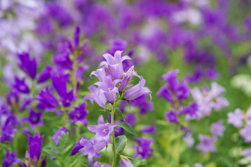 beautiful purple bell flowers close-up on blurred natural background