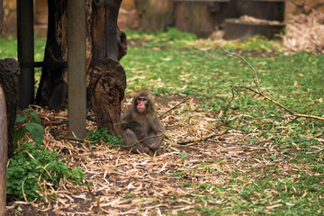 macaque monkey resting in zoo enclosure