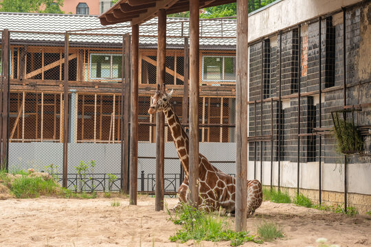 giraffe resting in zoo enclosure